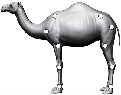 Determination of breeding criteria for gait proficiency in leisure riding and racing dromedary camels: a stepwise multivariate analysis of factors predicting overall biomechanical performance